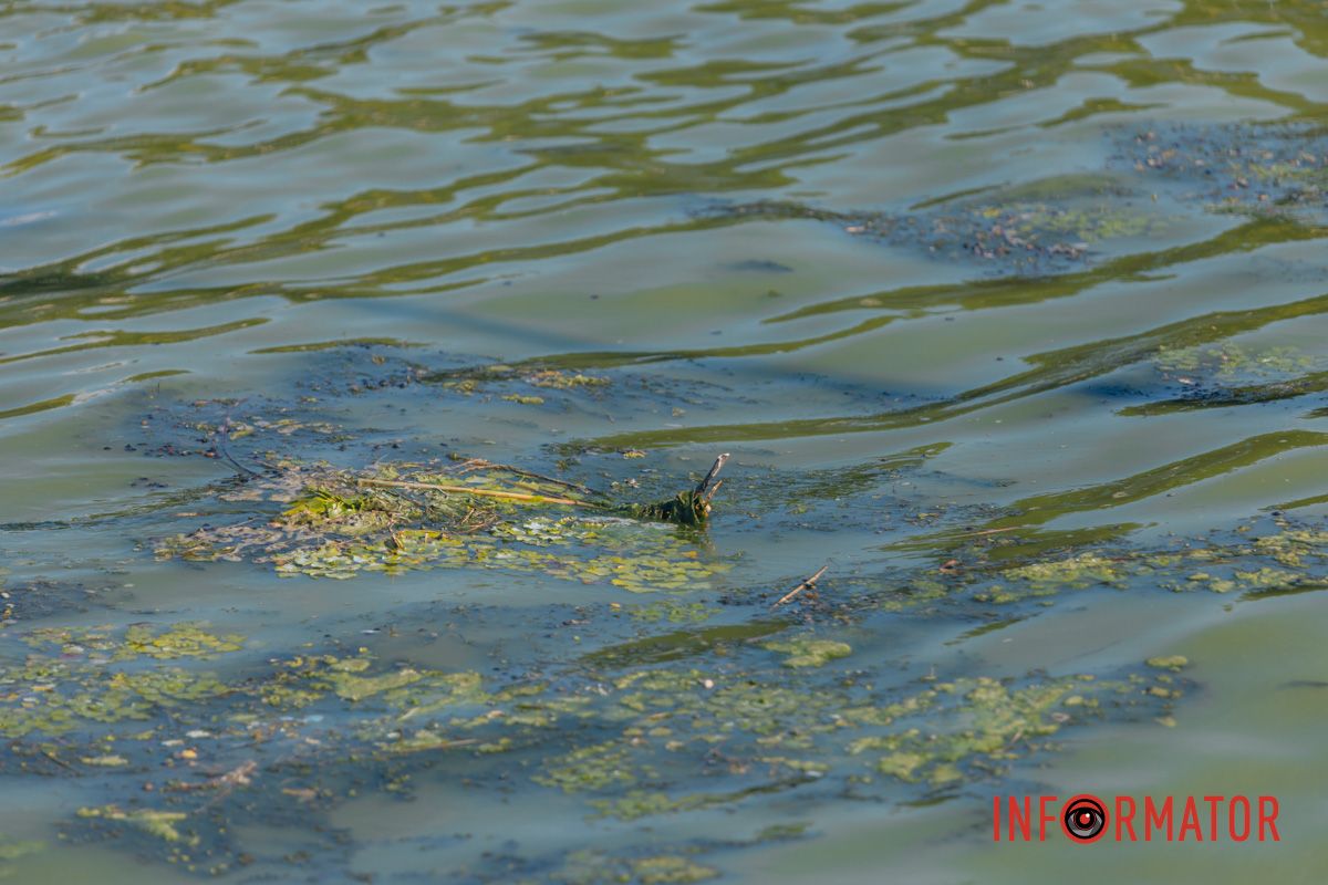 Картина с «зацветшим» Днепром