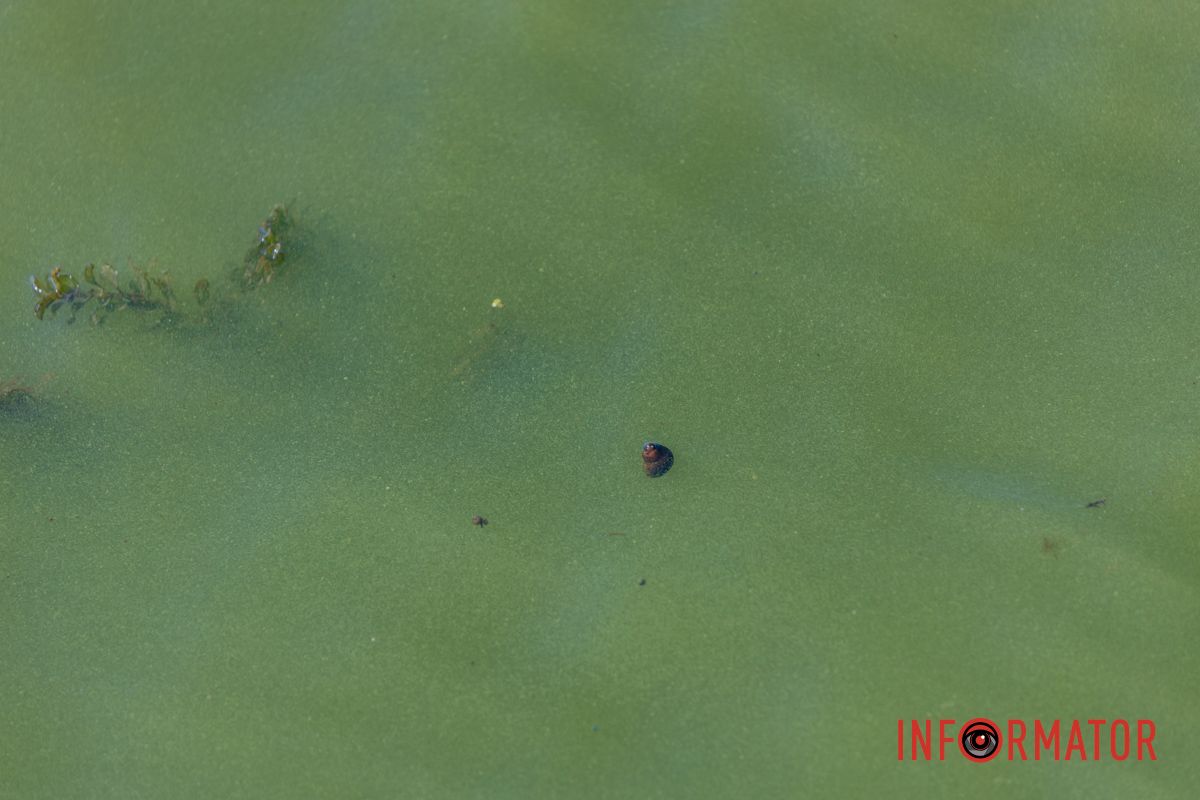 Вода реки приобрела ярко-зеленый оттенок
