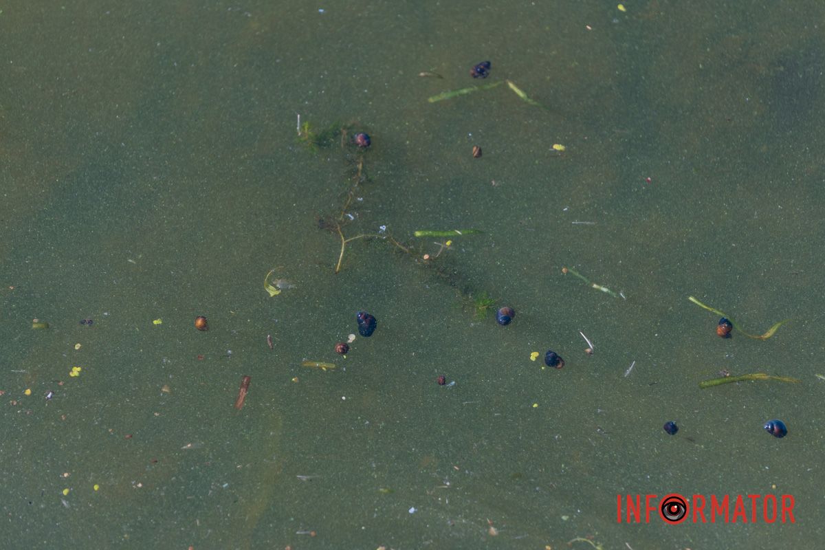 Обмелевший Днепр с «изумрудной» водой