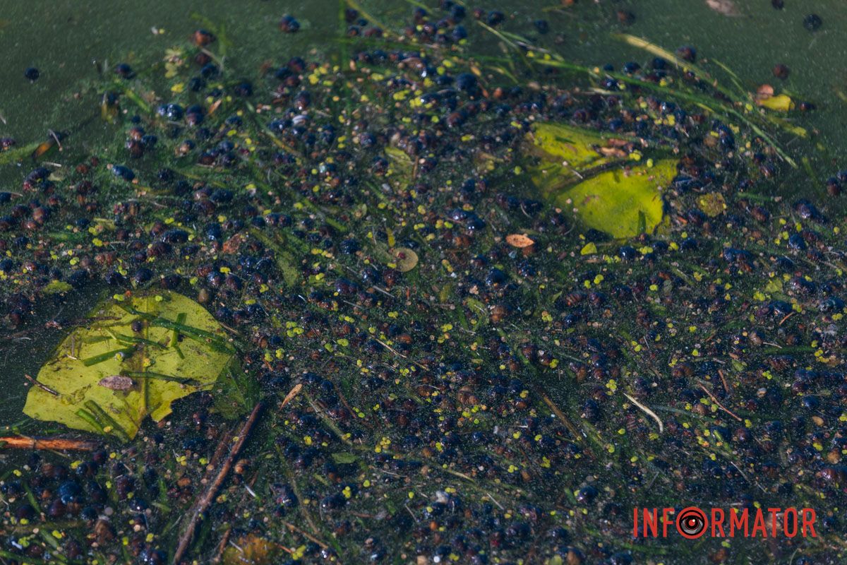 Вид зеленой воды на Сичеславской Набережной