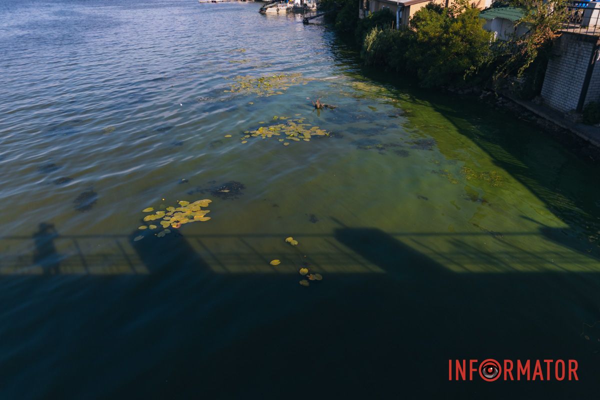 Вода у берега стала зеленой