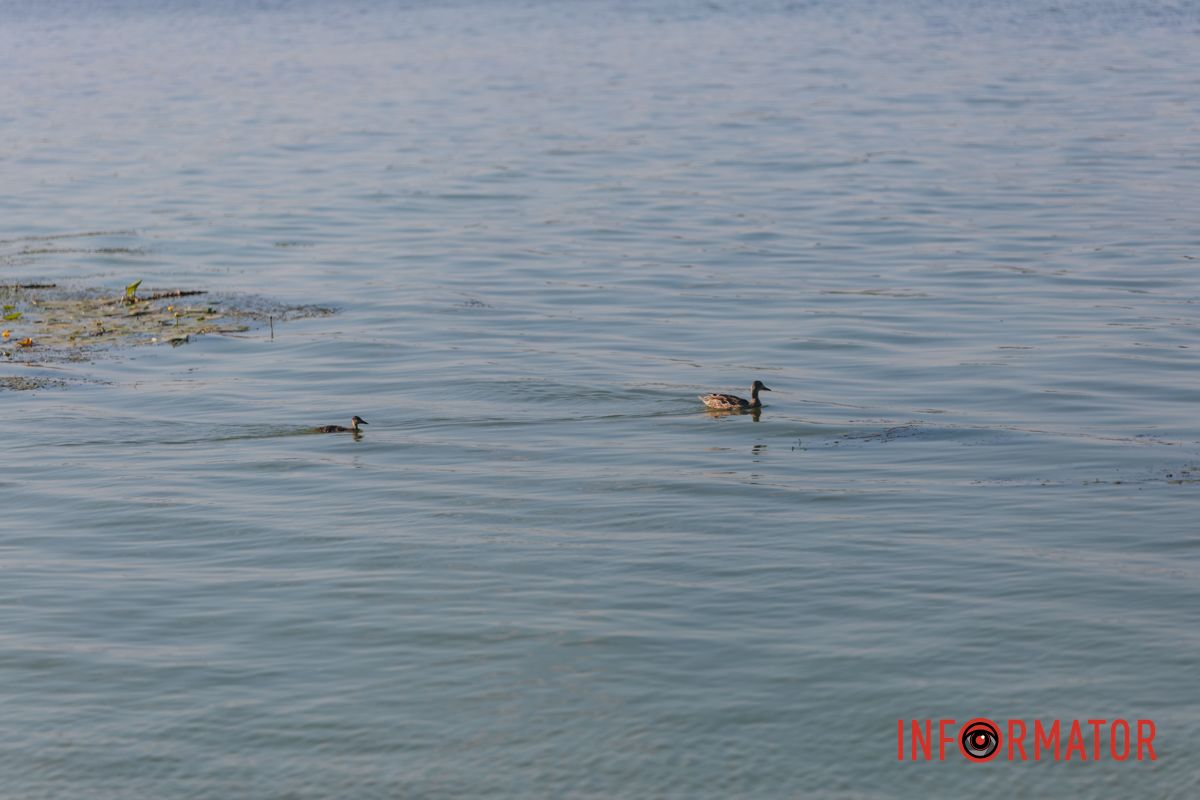 Вон и ярко-зеленая вода на Сичеславской Набережной