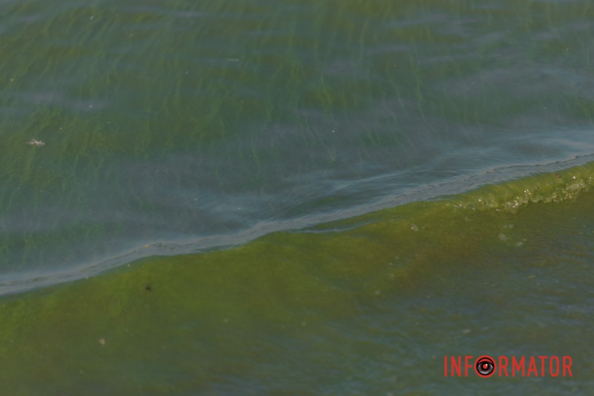 Картина всюду более или менее одинакова: сильная вонь, «изумрудная» вода и груды мусора