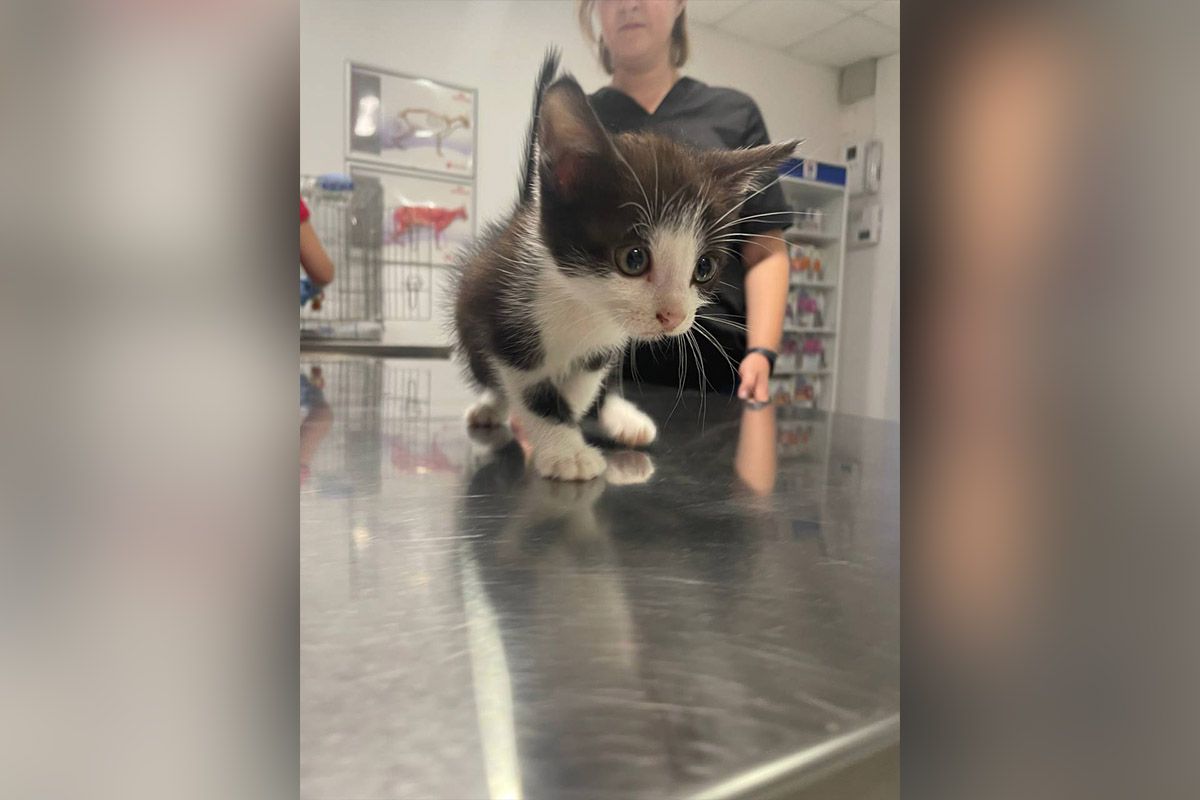 Это Мальчик Это Мальчик