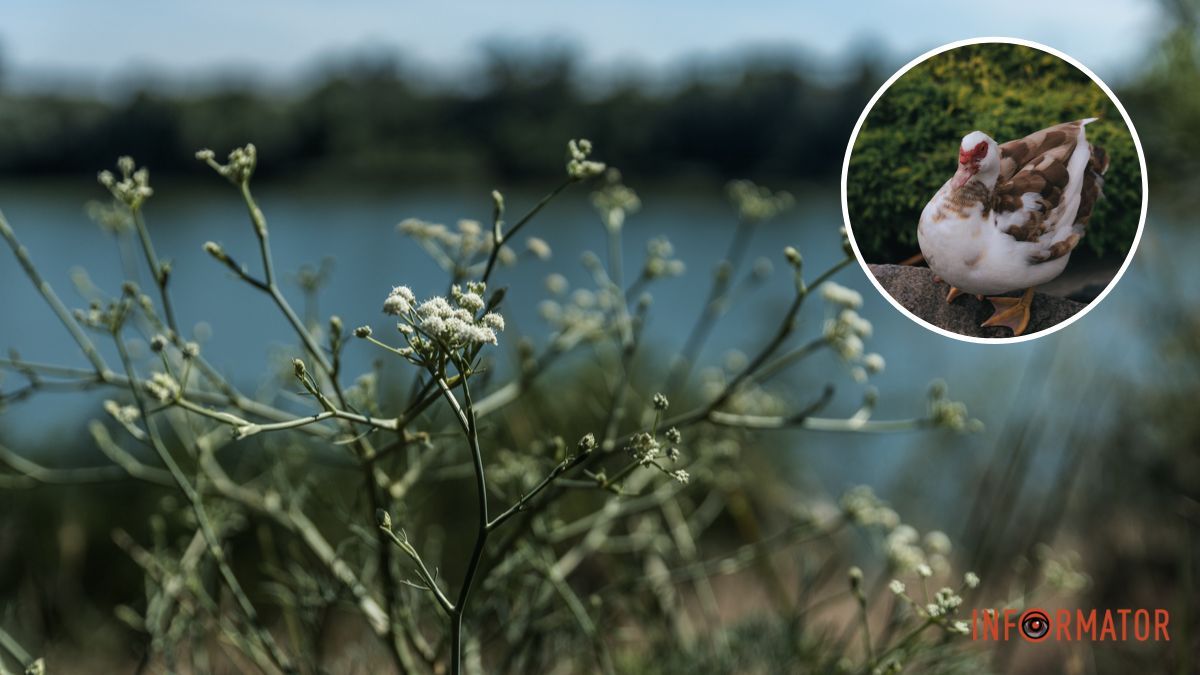 Насколько жарким будет воскресенье: прогноз от синоптиков на 14 июля