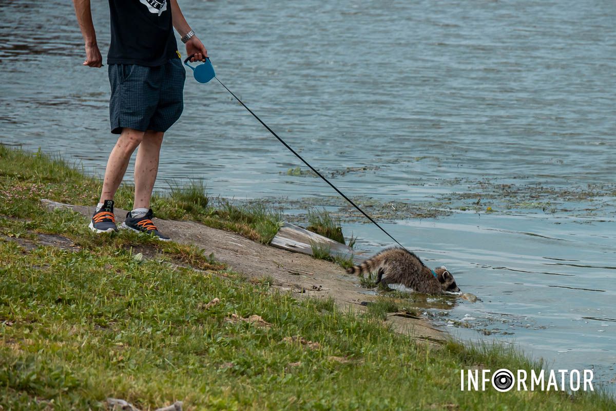 У крамниці єноти