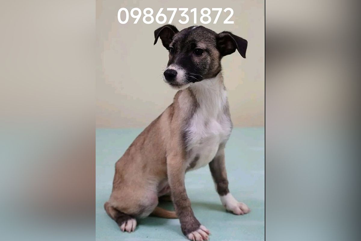 Щенок Щенок