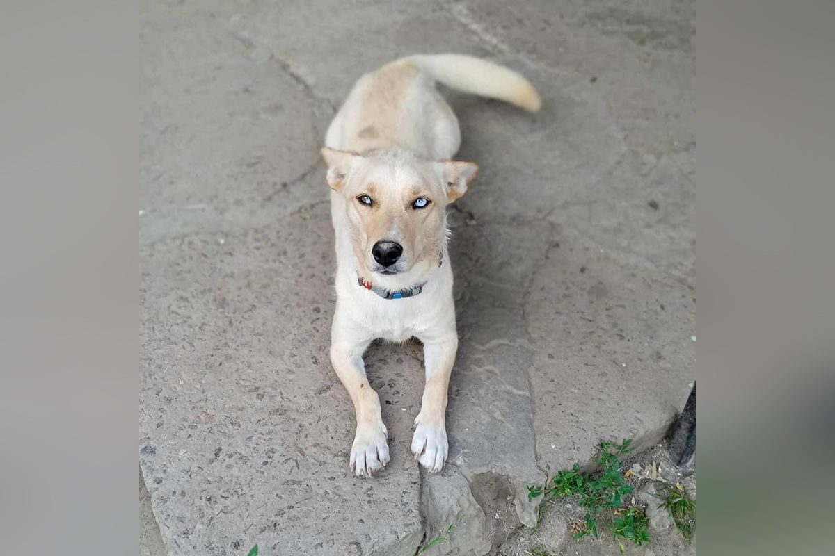 Бемби Бемби