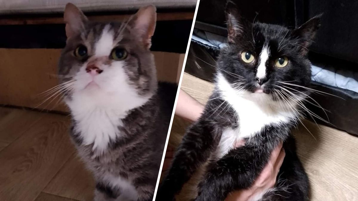 Васька и кот Васька и кот