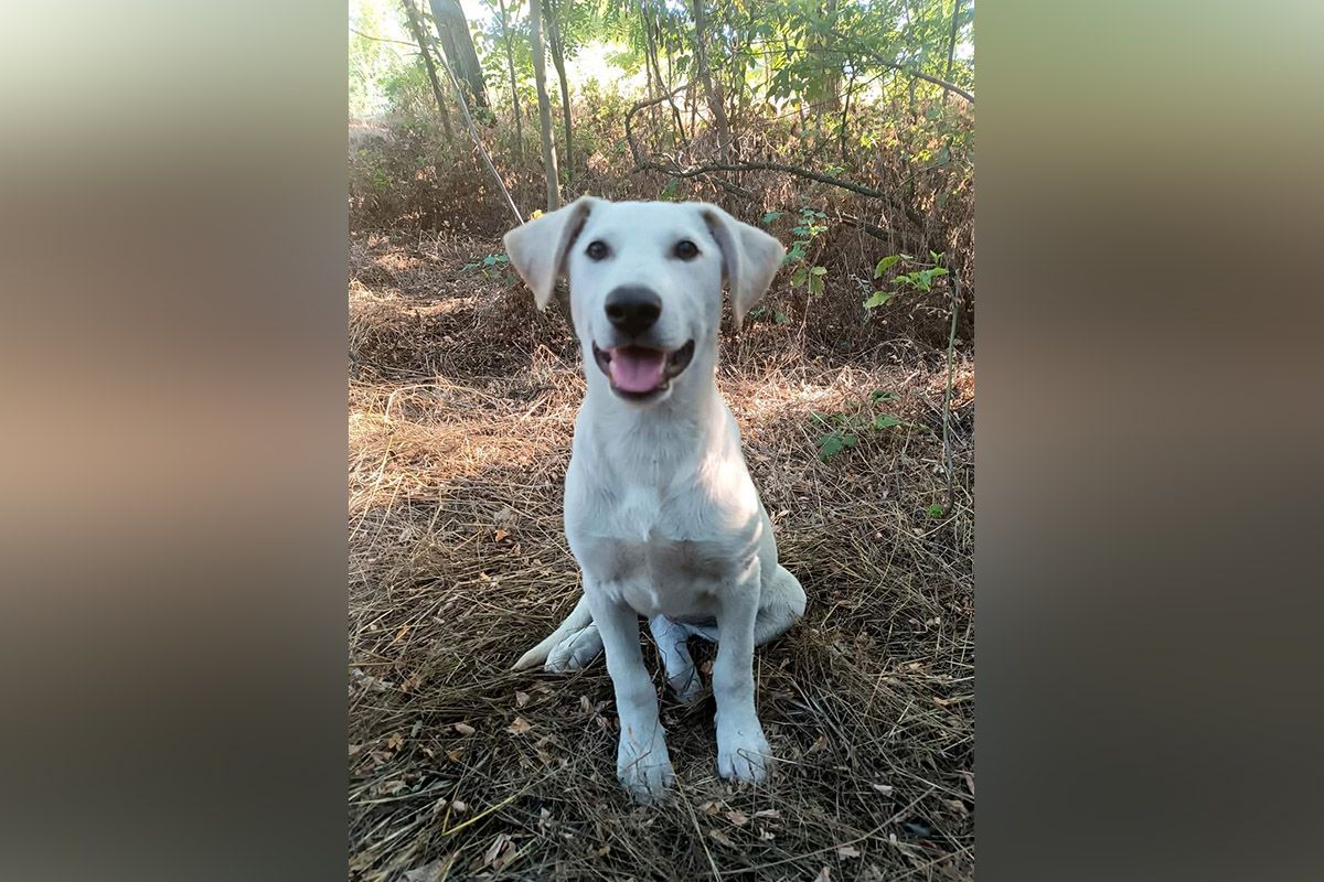 Собака Собака