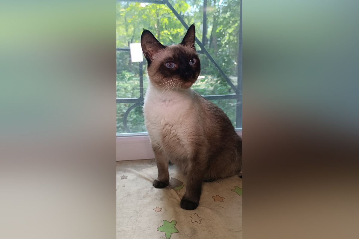 Манечка Манечка