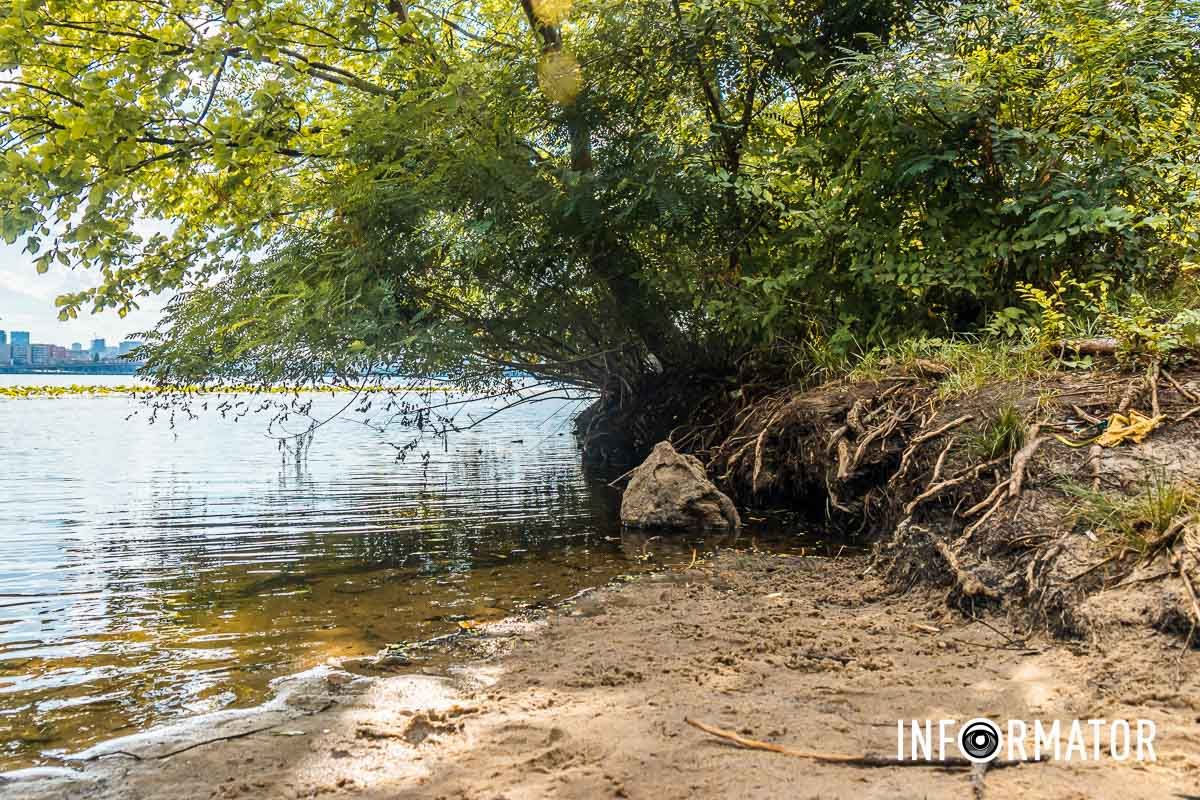 Дерево В Днепре вода в реках отошла от берега на несколько метров: репортаж Информатора 9