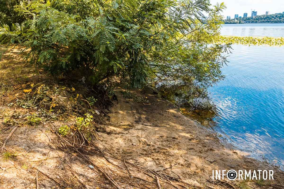 Водные лилии можно увидеть В Днепре вода в реках отошла от берега на несколько метров: репортаж Информатора 8