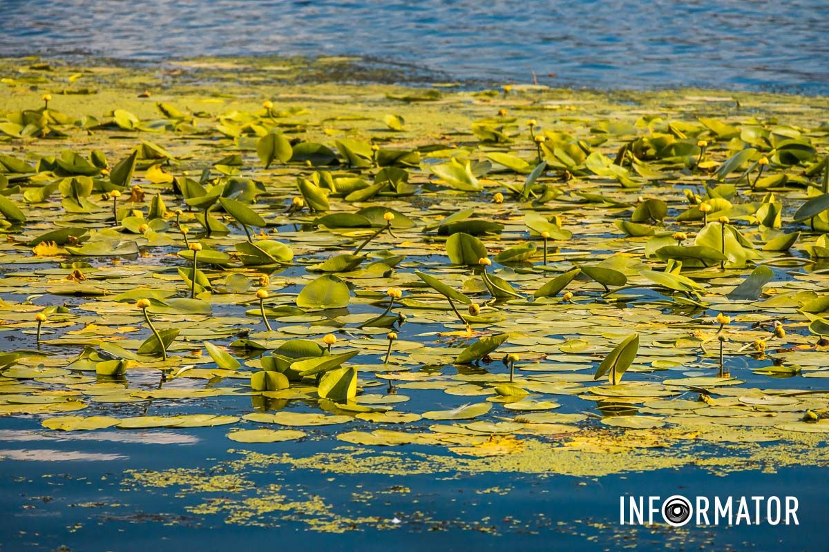 Такая ситуация наблюдается и на Солнечной Набережной В Днепре вода в реках отошла от берега на несколько метров: репортаж Информатора 5