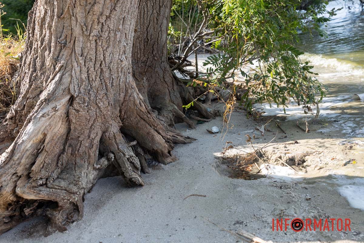 Найдите раковину В Днепре вода в реках отошла от берега на несколько метров: репортаж Информатора 18