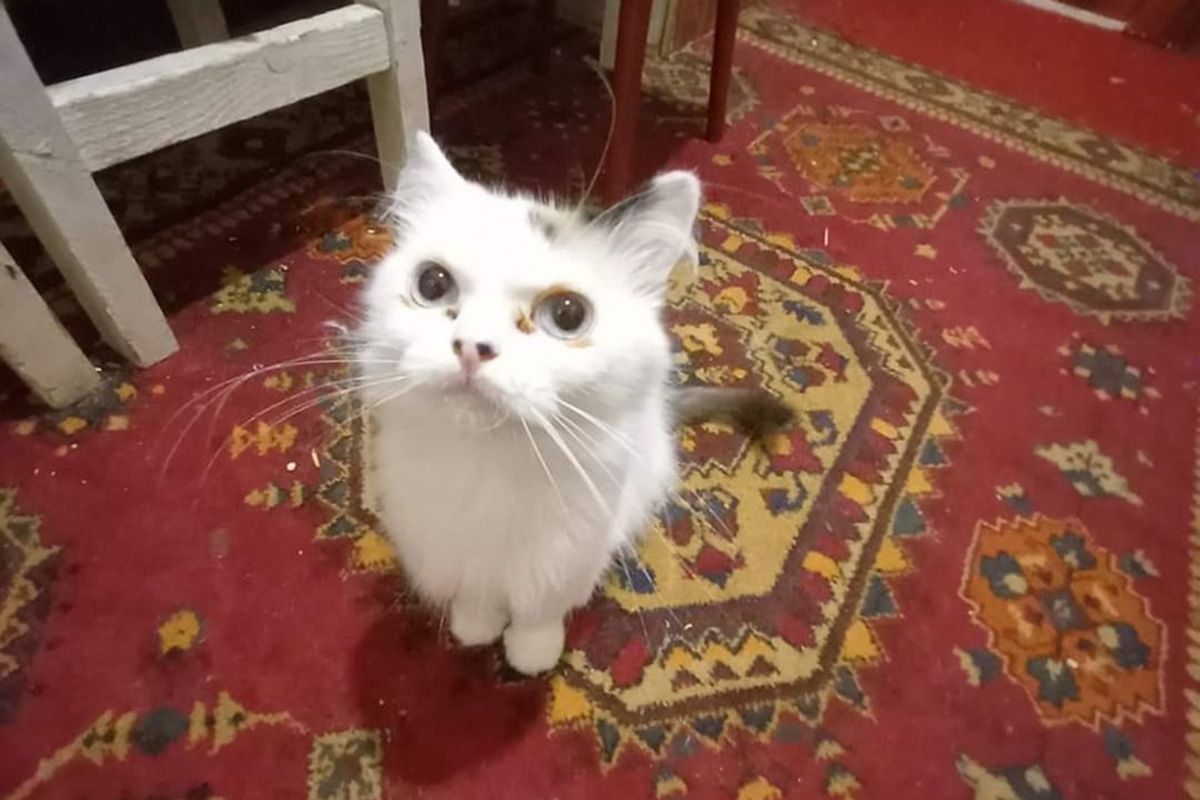 Девочка Девочка