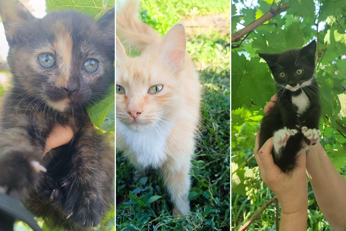 Мама и малыши Мама и малыши