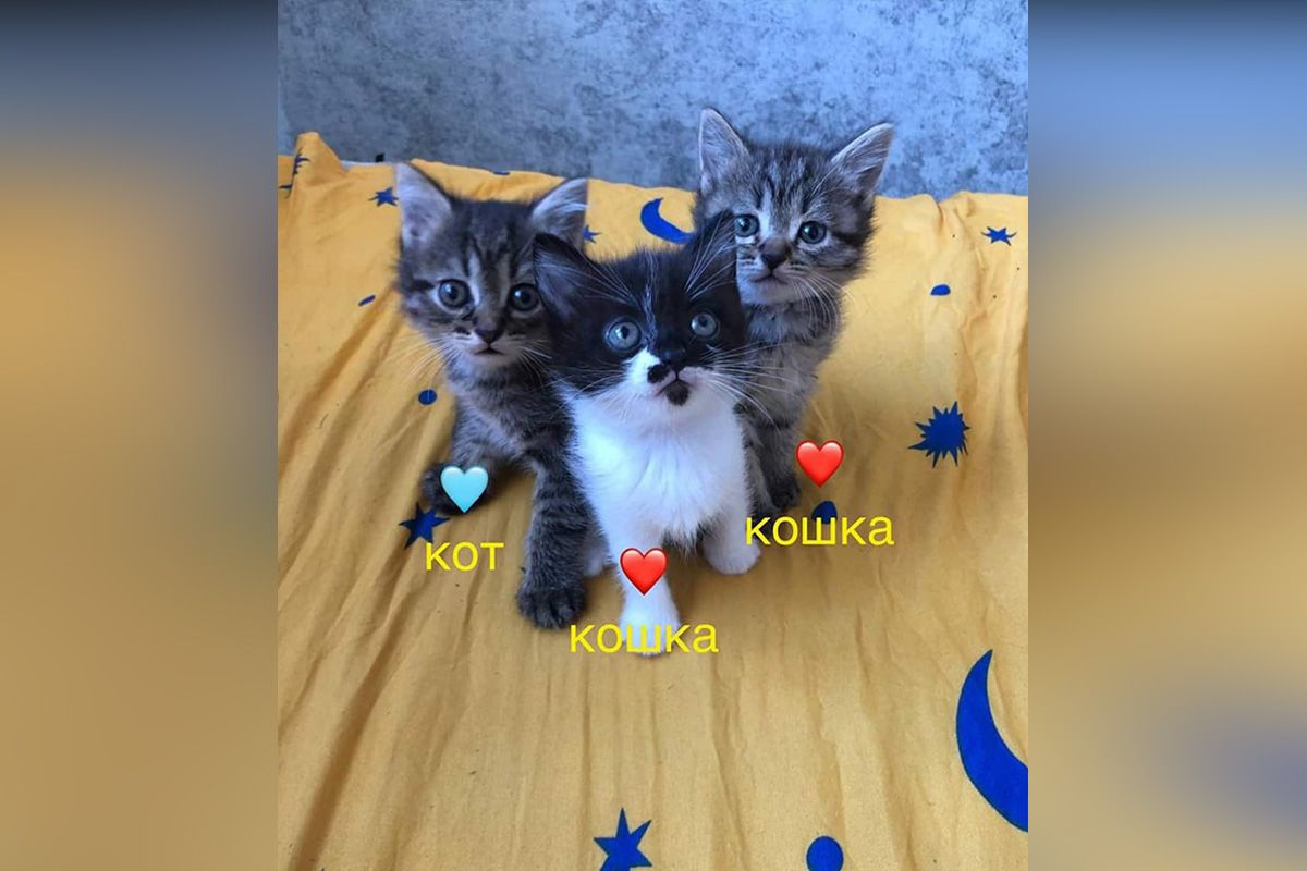 Малыши Малыши