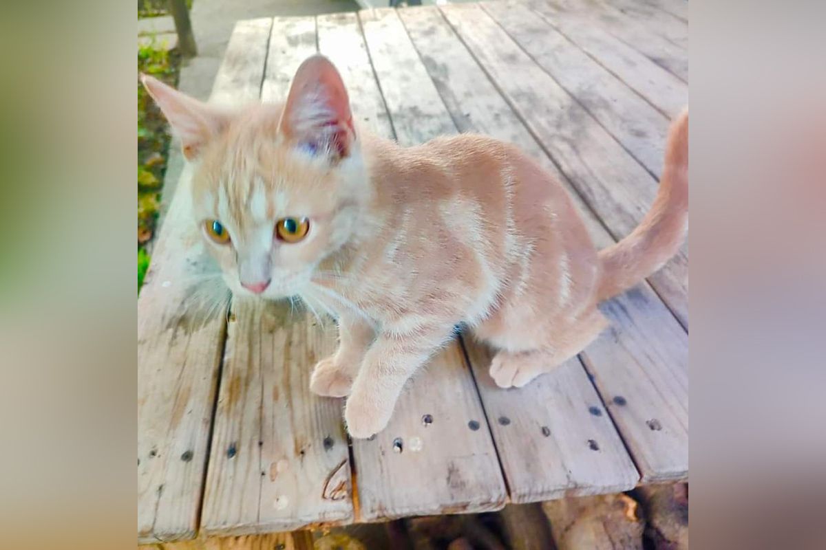 Мальчик Мальчик