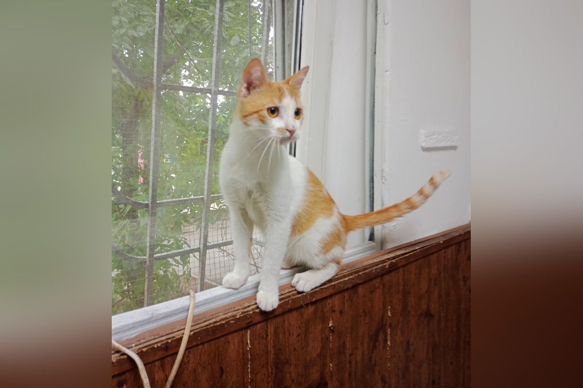 Тимоте Тимоте