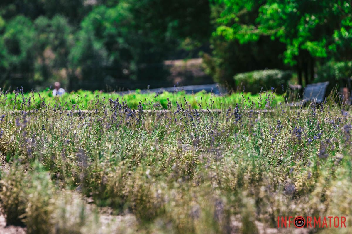 Вірш автора "Малиновий Рай" Вірш автора "Малиновий Рай"