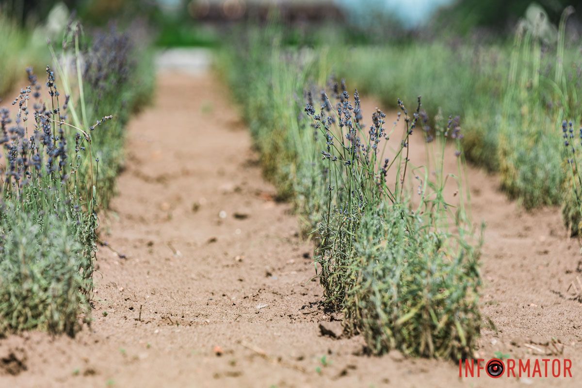 Любов і вірність на все життя. Любов і вірність на все життя.