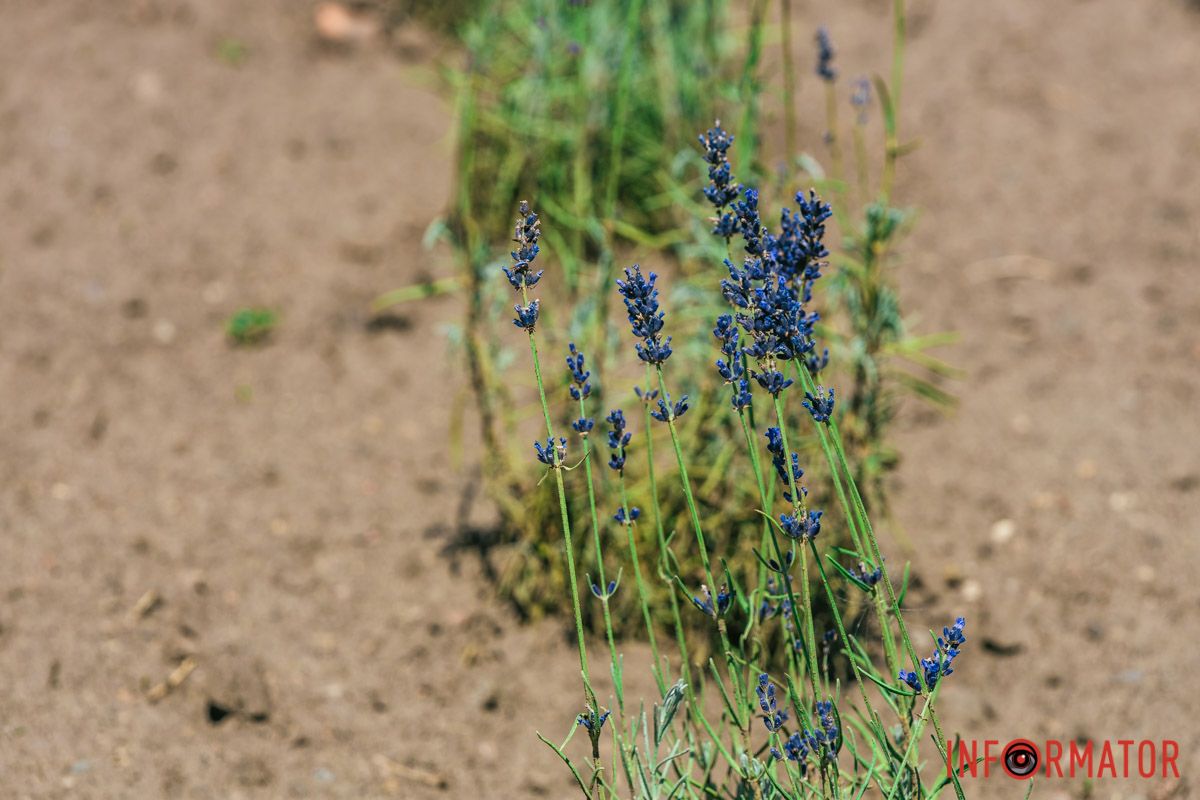 Цвіте лаванда, цвіте кохання. Цвіте лаванда, цвіте кохання.