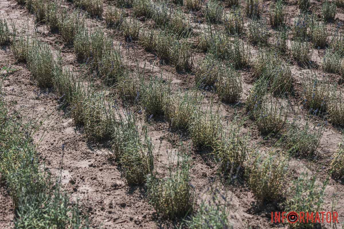 Краса відносин, Краса відносин,