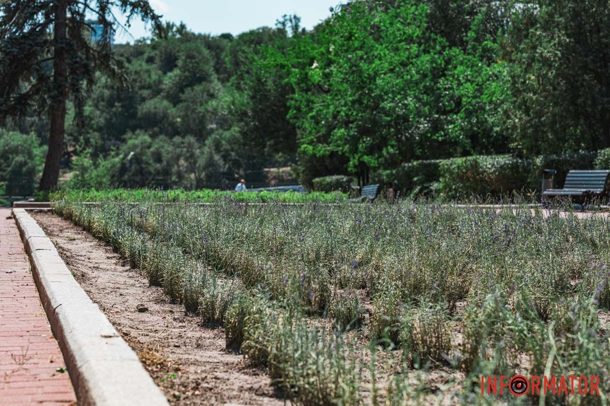 Краса лаванди, Краса лаванди,