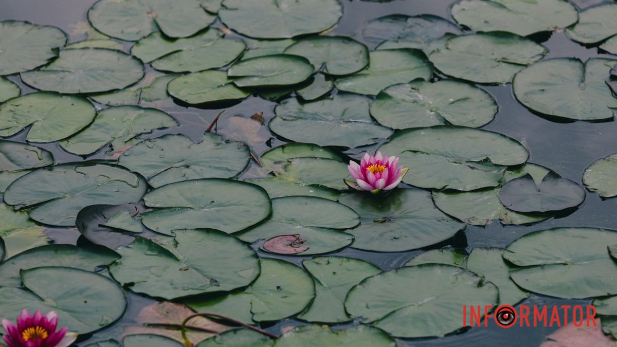 Погода на 30 липня: у Дніпрі буде прохолодно, можливий дощ