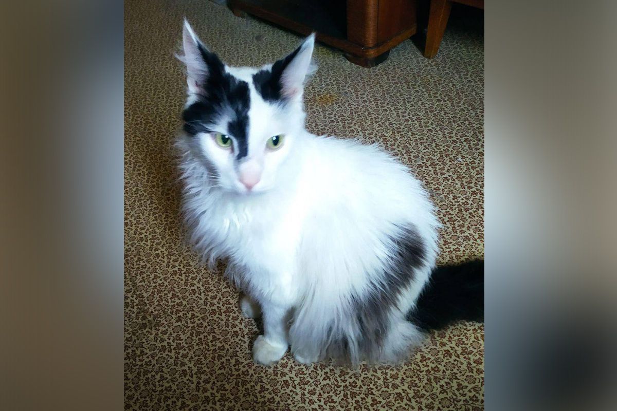 Кіт Боня Кіт Боня