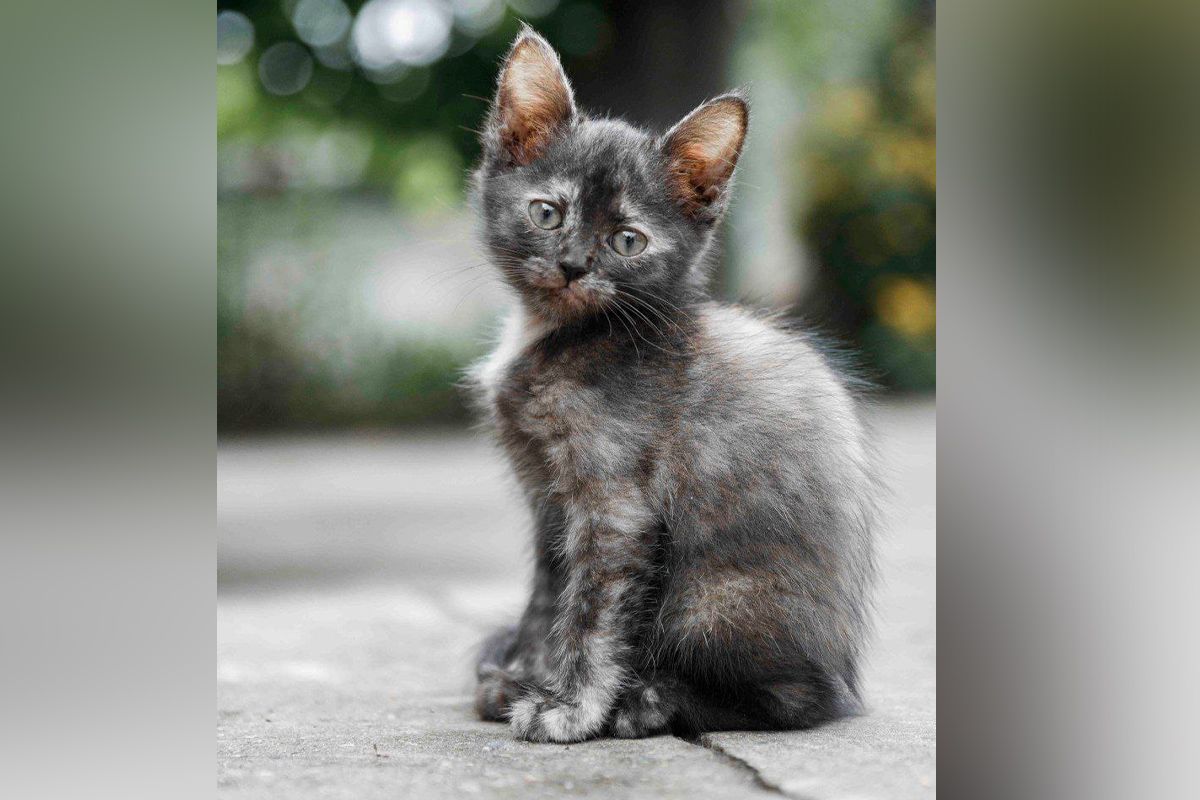 Кошеня Кошеня