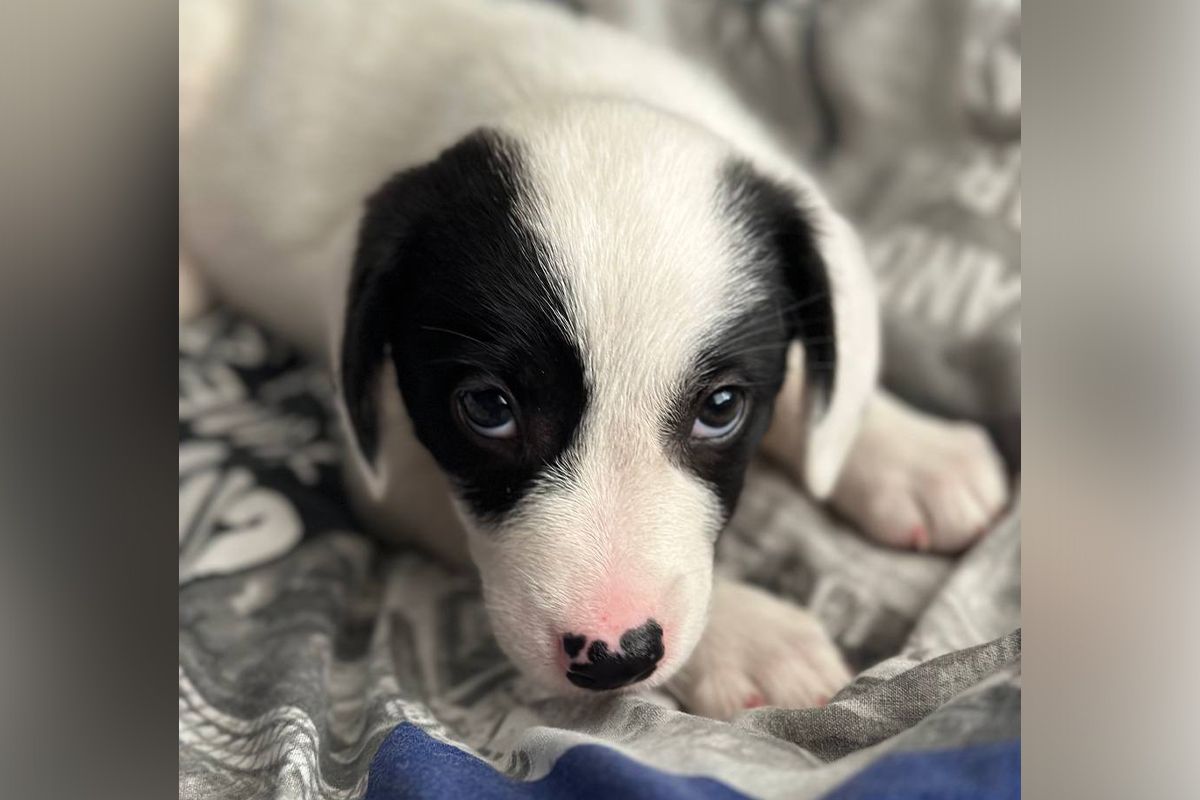 Цуценя з коробки Цуценя з коробки