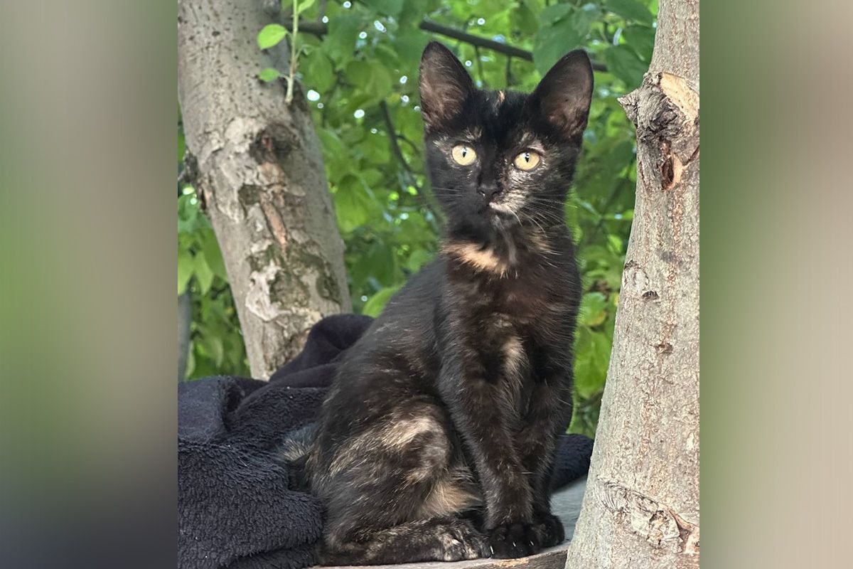 Маленька красуня Маленька красуня