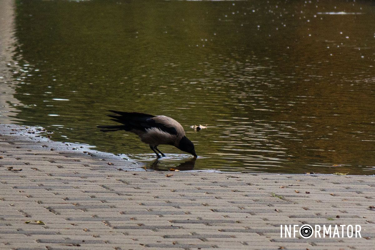 У Дніпрі у Сквері Героїв із-під люка «бʼє» вода 2