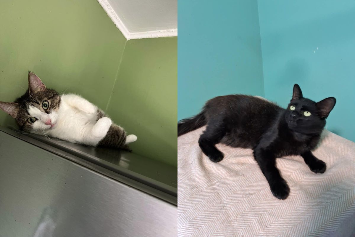 Можливо, вони чекають саме на вас! Можливо, вони чекають саме на вас!