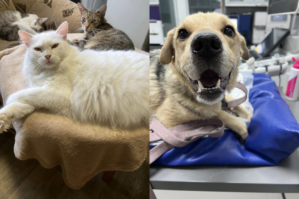 Пухнастики шакають господарів Пухнастики шакають господарів