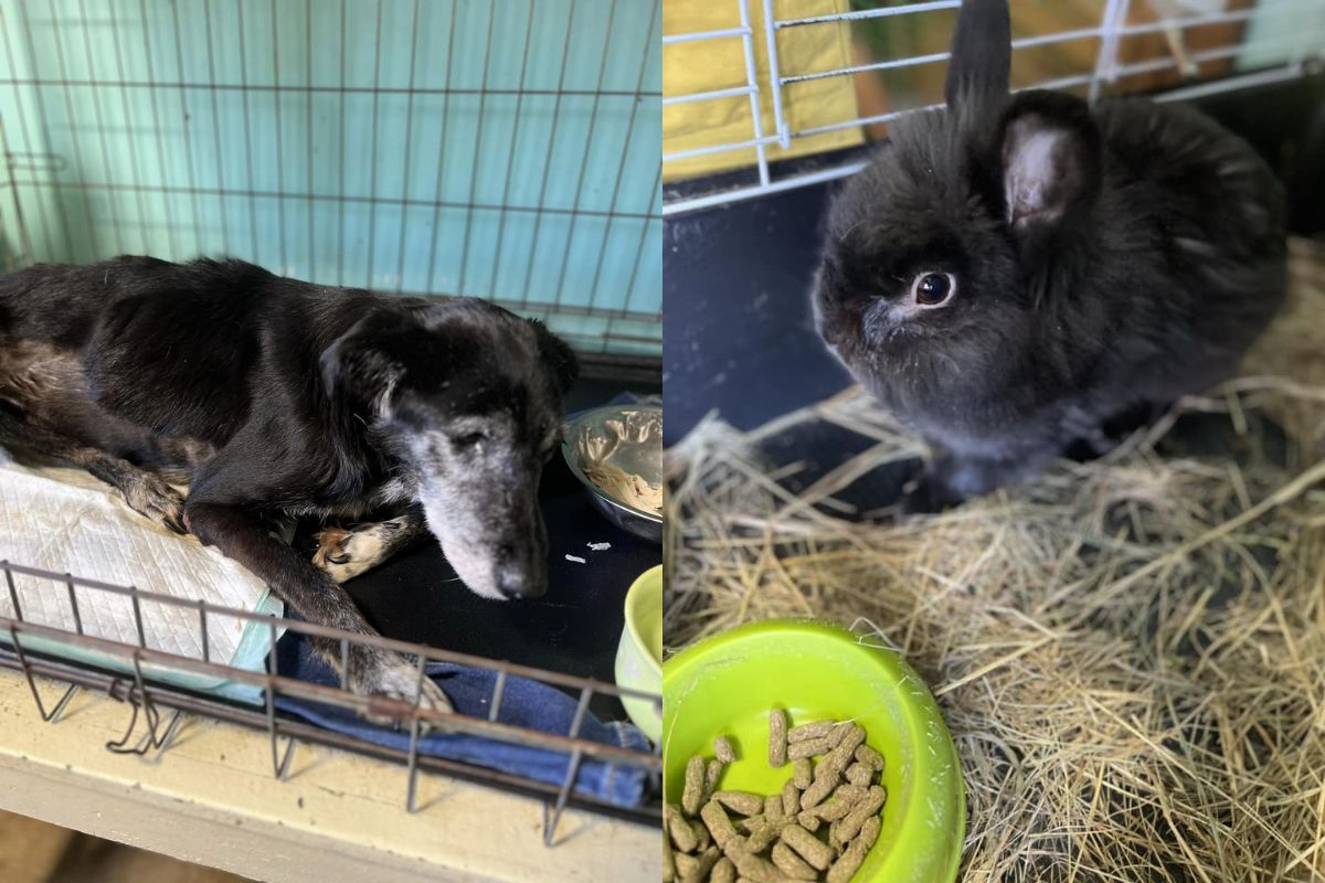 Не тільки коти та собаки Не тільки коти та собаки