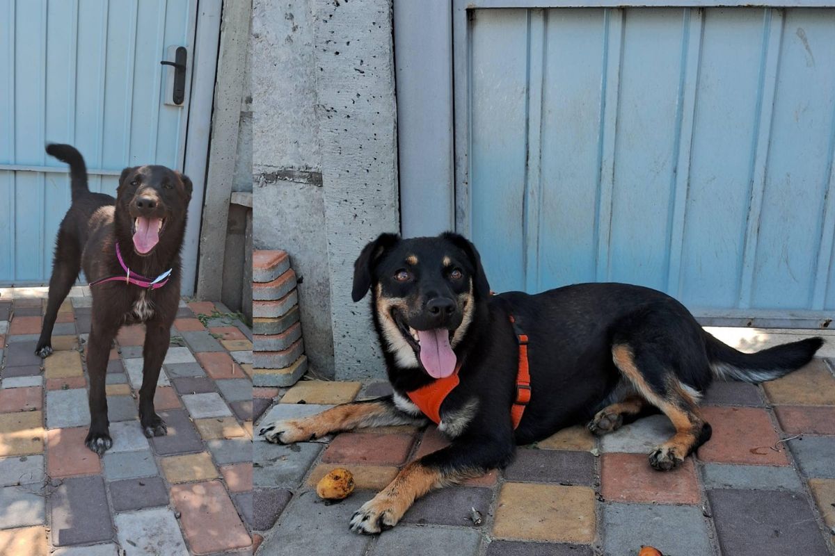 Вірні друзі Вірні друзі