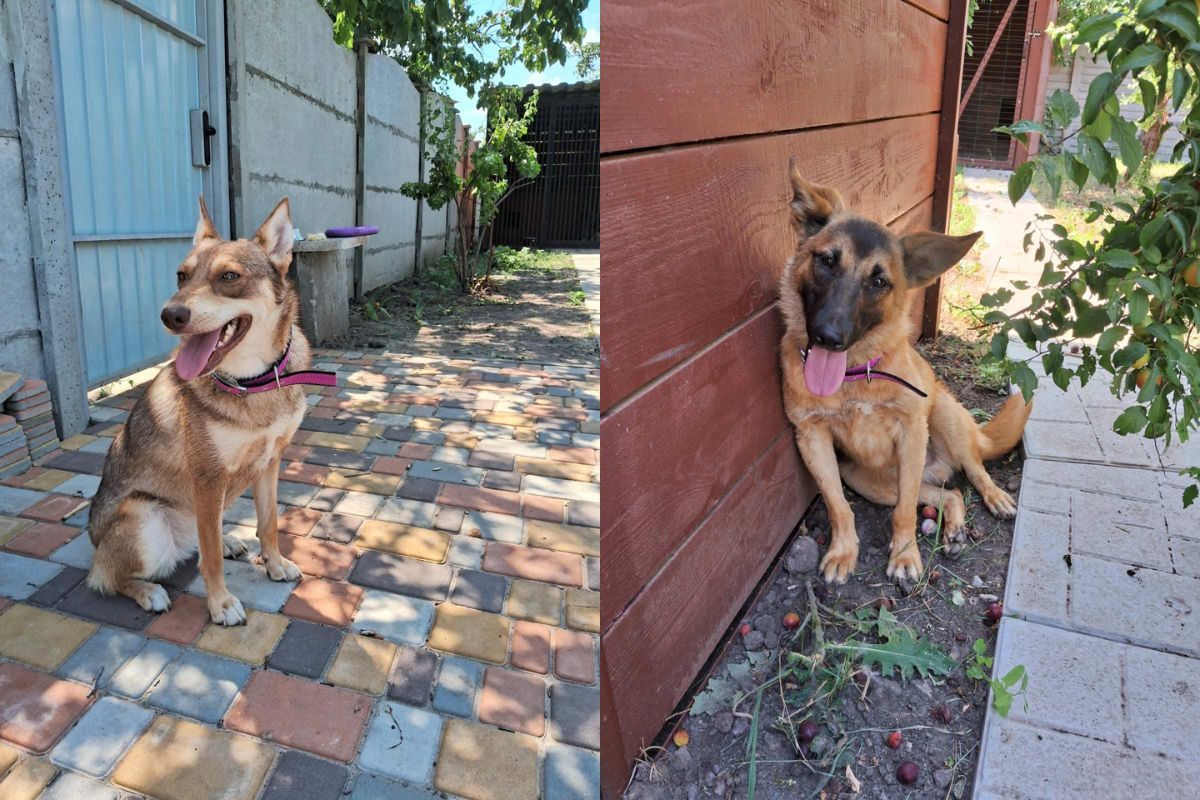 Притулок «Промінчик надії» Притулок «Промінчик надії»