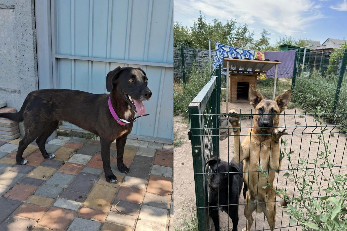 Тваринки потребують допомоги Тваринки потребують допомоги