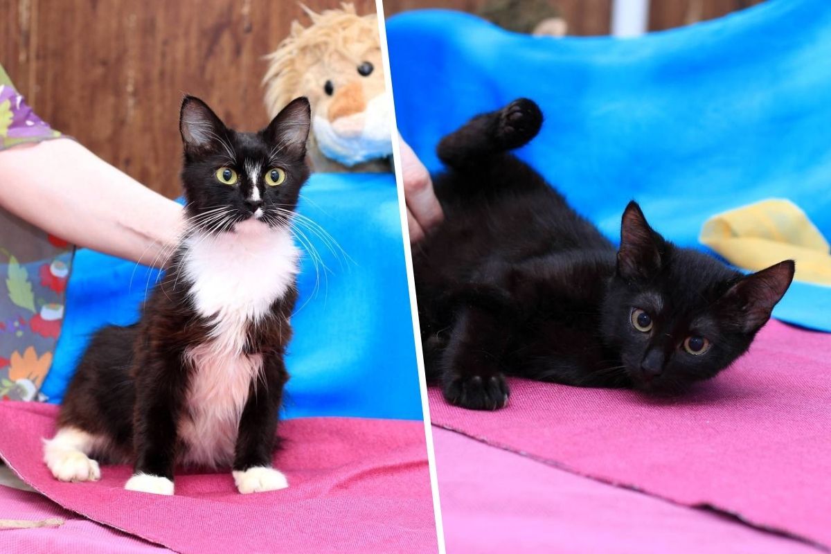 Моника и ее котята Моника и ее котята