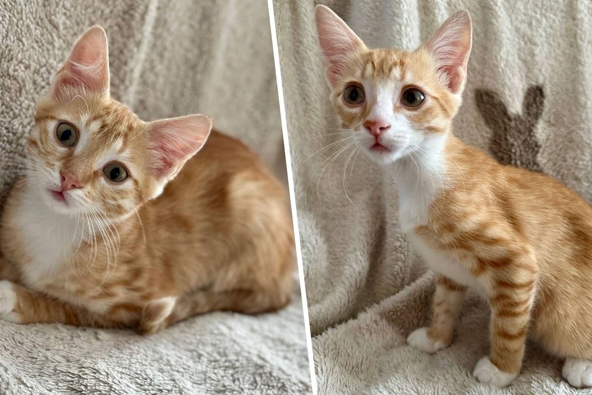 Котята Куркума и Лате Котята Куркума и Лате