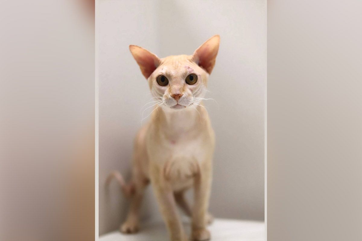 Кит Парамон Кит Парамон