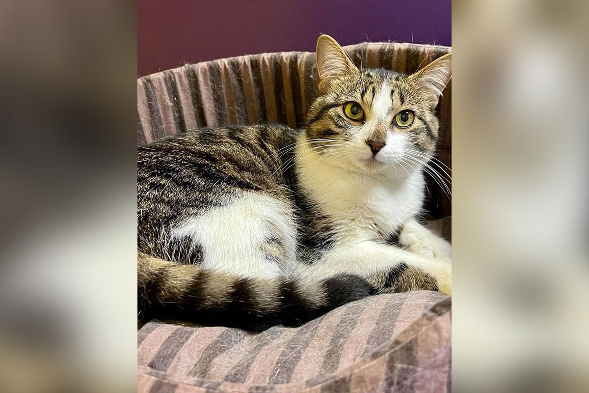 Молодой котик Молодой котик