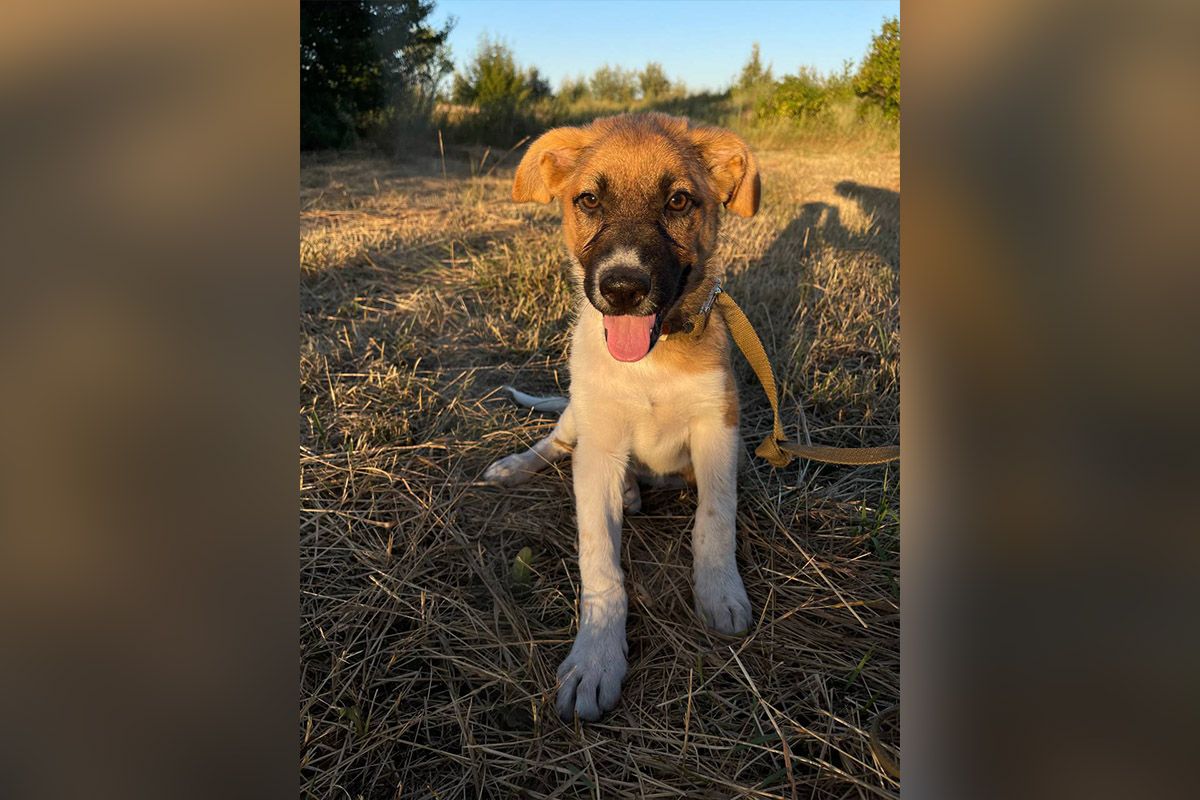 Щенок Бусолька Щенок Бусолька