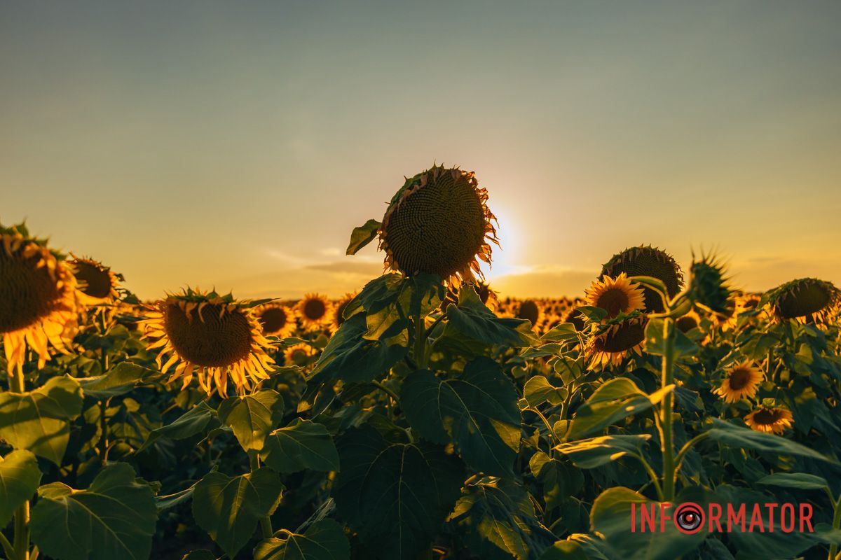 Мгновение, которое стоит внимания: закат над подсолнечным полем в Днепропетровской области 19