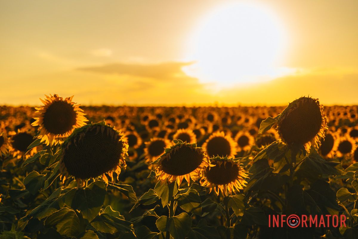 Мгновение, которое стоит внимания: закат над подсолнечным полем в Днепропетровской области 18