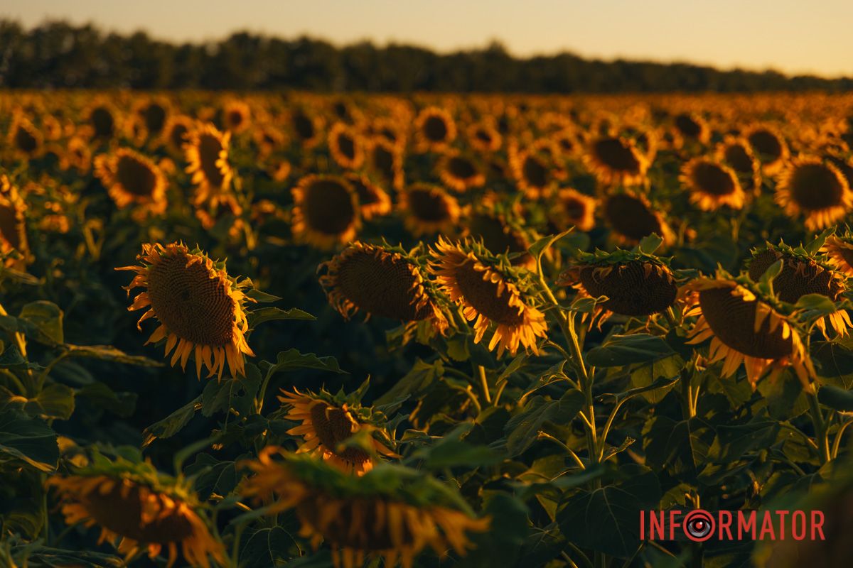 Мгновение, которое стоит внимания: закат над подсолнечным полем в Днепропетровской области 20