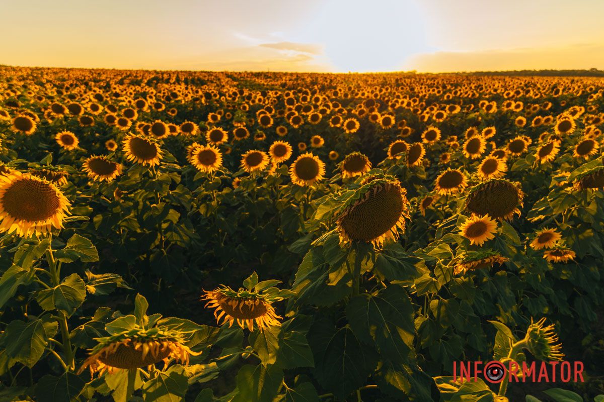 Мгновение, которое стоит внимания: закат над подсолнечным полем в Днепропетровской области 17